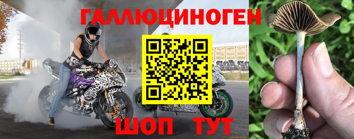 Галлюциногенные грибы Psilocybine cubensis Красноперекопск